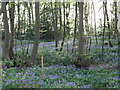 Bluebells in Harmergreen Wood