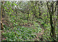 Bluebells in woodland by mere