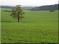 Farmland near Hurstbourne Tarrant