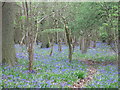 TL4436 : Bluebells in High Wood by Alan Kent