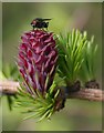 NT2998 : Larch Cone by Anne Burgess