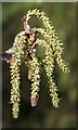 Hazel Catkins