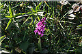 SS5932 : Landkey: Early Purple Orchid by Martin Bodman