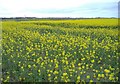 Rape field, near Ryhope