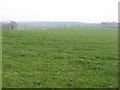 Grassland, Mawleytown Farm