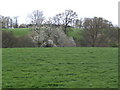 Green fields and blackthorn blossom