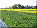 Housing at Elstow