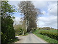 Beeches by the lane near Barcaple.