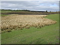 Marshland near Camelon Bridge