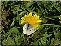 TQ1132 : Cabbage White butterfly on dandelion by Andy Potter