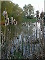 Coot through rushes