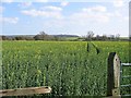 Rape Field adjacent Whitewell House Farm