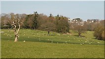 SH7770 : An Easter Walk in the Conwy Valley - 1 by Alan Walker