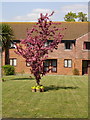 Flowering tree in Louden Court