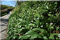 Wild Garlic in Coombe Valley