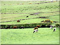 SH5565 : Cattle at Cae Hob by Eric Jones
