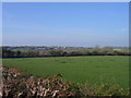 Sietyn a Cae ger Llwyndafydd / A Hedge and field near Llwyndafydd