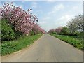 Blossom in the hedgerow