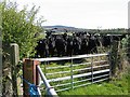 Cattle near Highfield Lodge