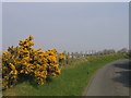 Lon Wledig ger Eithin Gleision / Country Lane near Eithin Gleision