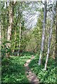 Footpath at edge of Milton Park Wood