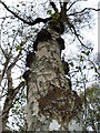 NZ3927 : Silver birch tree in Tinkler's Moor Plantation by Carol Rose