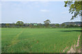 Cereal Crop Field, Wooton, Shropshire