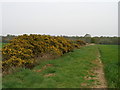 NZ3927 : Gorse blooms beside the footpath by Carol Rose