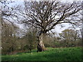 Beech tree