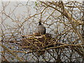 SX8374 : Coot on nest, Stover Lake by David Hawgood
