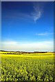 Fields of Oil Seed Rape under blue sky, Creech Hill Farm