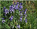 Bluebells on the Verge