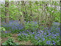 Bluebell Woods