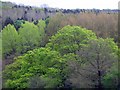 Trees coming into leaf