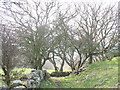 A shelterbelt of thorns along the Braich y Dinas path