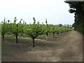 Pear orchard near Upchurch