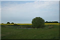 Pond in field near Four Acre Wood alongside Wittersham Road