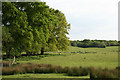 Sheep grazing in fields near Odiam Farm on the Isle of Oxney