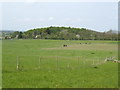 Paddocks where there used to be orchards