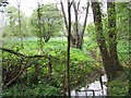 Stream through bluebell meadow