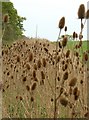 SU6831 : Teasels on the march by Hugh Chevallier