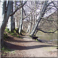 Path by the River Tay