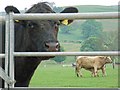 Livestock below Bredon Hill