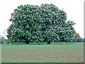 Horse chestnuts in flower (2)