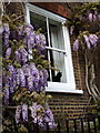 Hampstead cat with wisteria