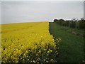 TL2734 : Oil seed rape field and bridleway by David Robertson