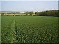 Footpath S98 looking towards Temple Farm