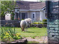 Pony at Heath Hill