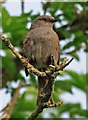 SU0017 : Hedge Sparrow by Simon Barnes