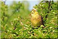 Yellowhammer (Emberiza citrinella)